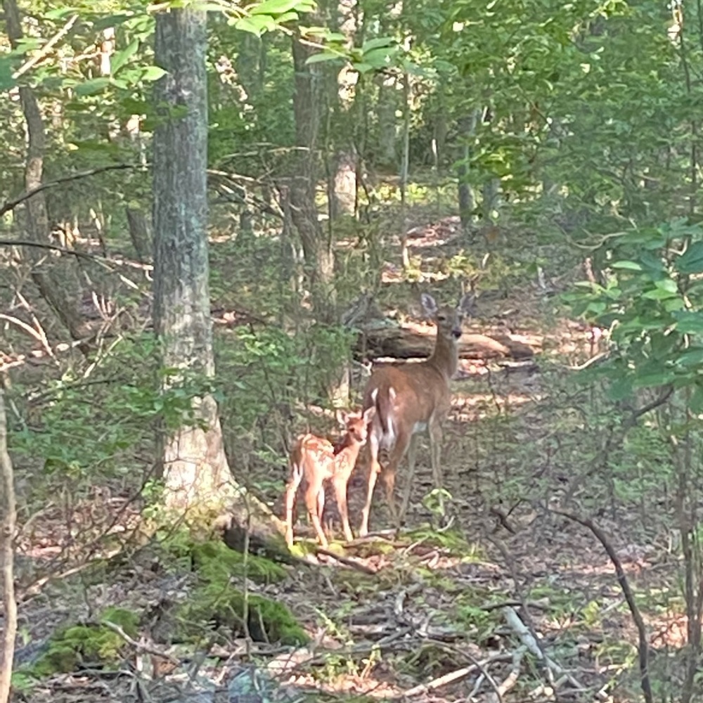 Meet your Posher, Caitlin